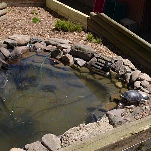 Turtle Pond (Red Eared, Yellow Eared)