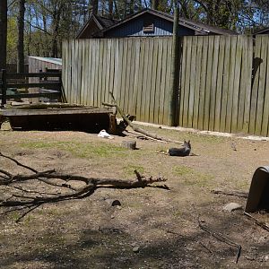 Barn Area - Maras and Rabbits
