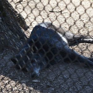 North America Area - Timber Wolf