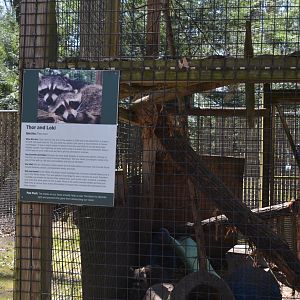 North America Area - Raccoon