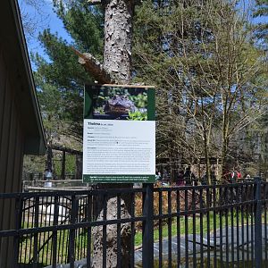 American Alligator Area