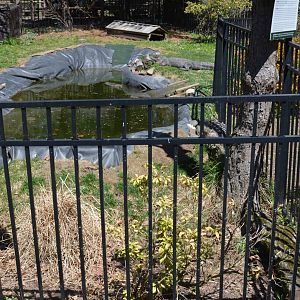 American Alligator Area