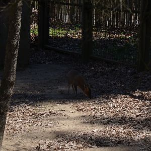 Australia Area - Muntjac
