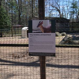 Australia Area - Muntjac