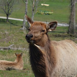 Elk