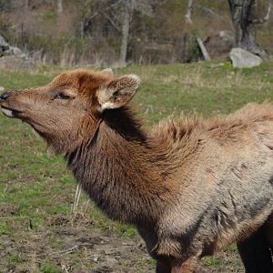 Elk