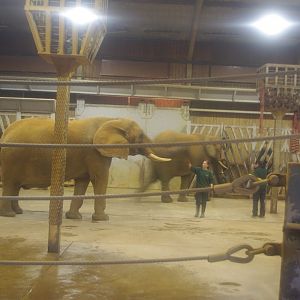 African Elephants Tanya and Opal- Colchester Zoo 25/2/2022