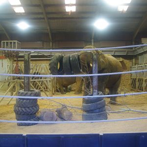 African Elephants Tanya and Opal- Colchester Zoo 25/2/2022