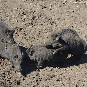 Double Trouble! European Wild Boar
