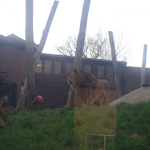 Male African Lion Bailey- Colchester Zoo 25/2/2022