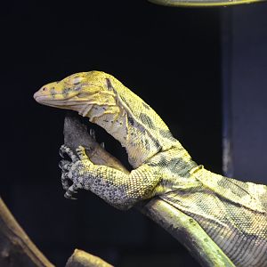 Asian Water Monitor