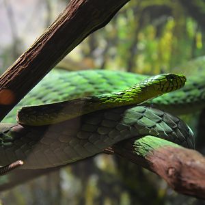 I forgor the Snake Name