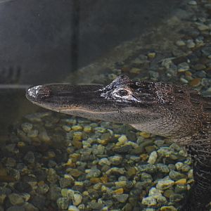 American Alligator