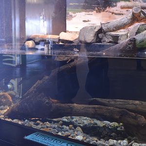 New Addition! Black Alligator Gar