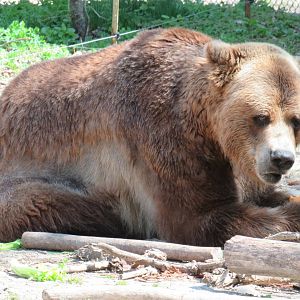 Grizzly bear