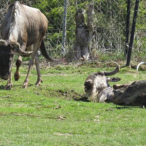 Blue wildebeest