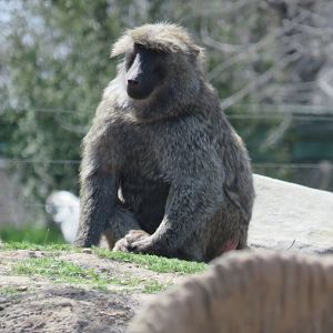 Olive baboon