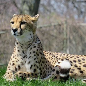 Cheetah
