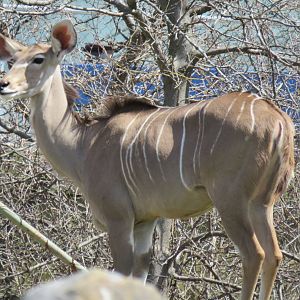Greater kudu