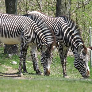 Grevy's zebras