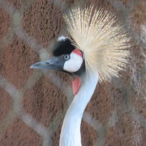 Grey crowned crane