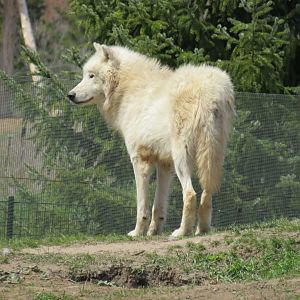 Arctic wolf