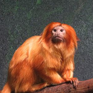 Golden lion tamarin