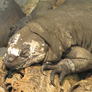 San Esteban chuckwalla