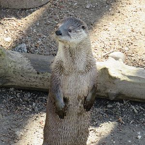 North American river otter