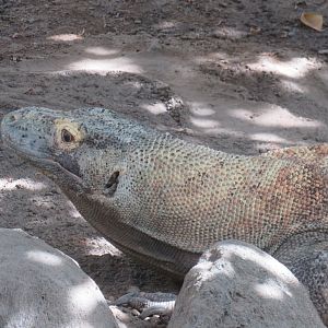 Komodo dragon