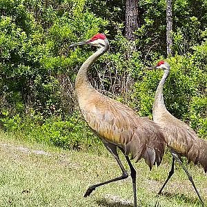 Sandhill Cranes Up Close - YouTube