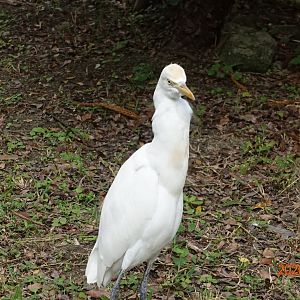 Cattle Egret (Bubulcus ibis coromandus)