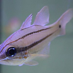 Doelderlein's cardinalfish - Ostorhinchus doederleini