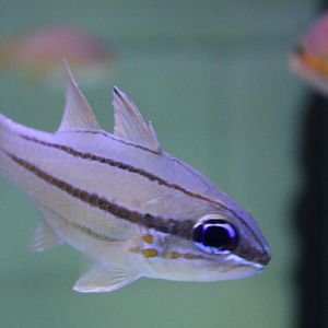 Ostorhinchus chrysopomus