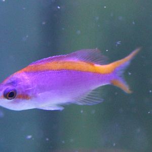 Mirolabrichthys tuka