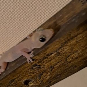 Mahé - Asian house gecko