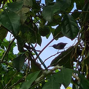 Mahé - Seychelles sunbird