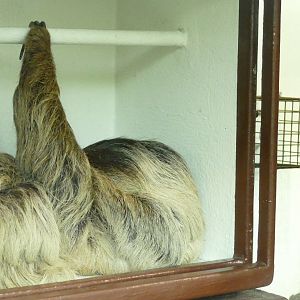 Linne's Two Toed Sloth, April 2022