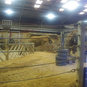 African Elephants Tanya and Opal- Colchester Zoo 25/2/2022