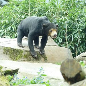 Sun Bear, April 2022