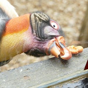 KIng Vulture, April 2022