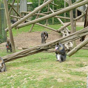 Mandrills, April 2022