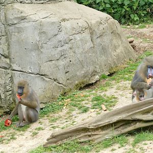 Mandrills, April 2022