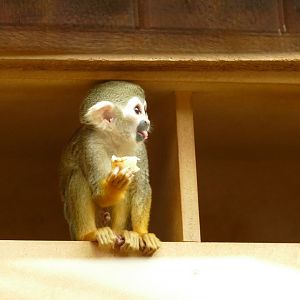 Squirrel Monkey, April 2022