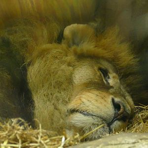 African Lion, Bailey, April 2022