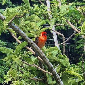 Mahé - Madagascar fody