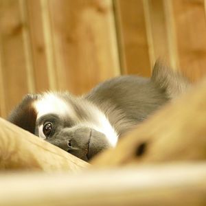 Cherry-crowned Mangabey, April 2022