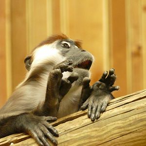 Cherry-crowned Mangabey, April 2022