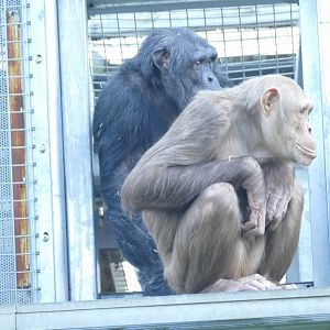 Chimpanzee Lookout, April 2022