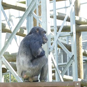 Chimpanzee Lookout, April 2022